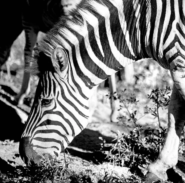 En Afrique du Sud réserve naturelle faunique et zèbre — Photo