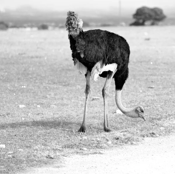 Borrão África Sul Reserva Natural Vida Selvagem Mlilwane Avestruz Selvagem — Fotografia de Stock