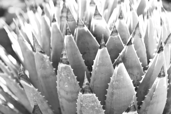 Rozostření Jižní Africe Abstraktní Listový Kaktus Rostlin Světla — Stock fotografie
