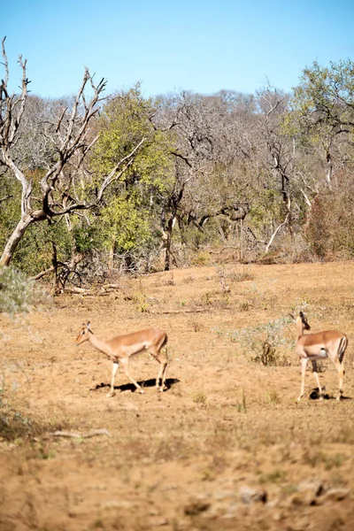 Desenfoque Kruger Parck Sur África Impala Salvaje Arbusto Invierno —  Fotos de Stock