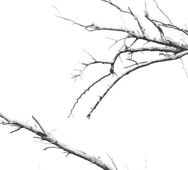 Umman eski ölü ağaç ve gökyüzü ışık