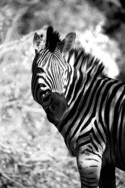   Güney Afrika yaban hayatı doğa rezerv ve zebra