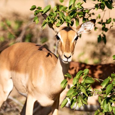  Kış ormanda vahşi Impala