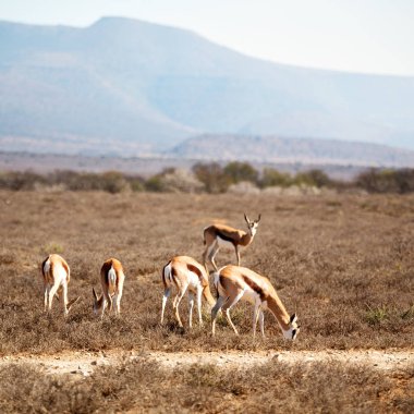  Kış ormanda vahşi Impala