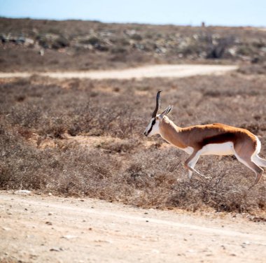  Kış ormanda vahşi Impala