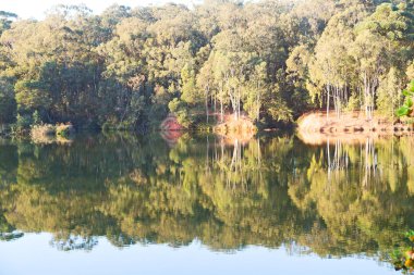   su Lirası göl ve ağaç yansıması