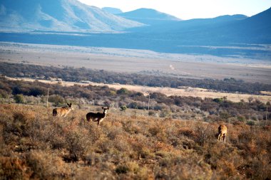 Kış ormanda vahşi Impala