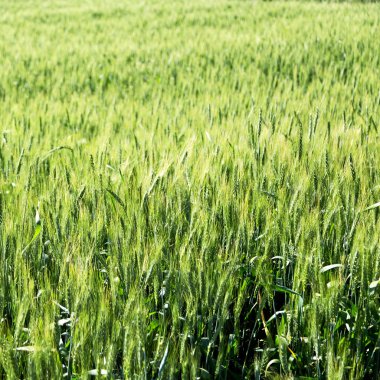 İran'da çiftlik ekili