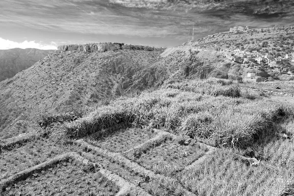En Oman el cultivo de la naturaleza de la planta de arroz y la colina de color — Foto de Stock