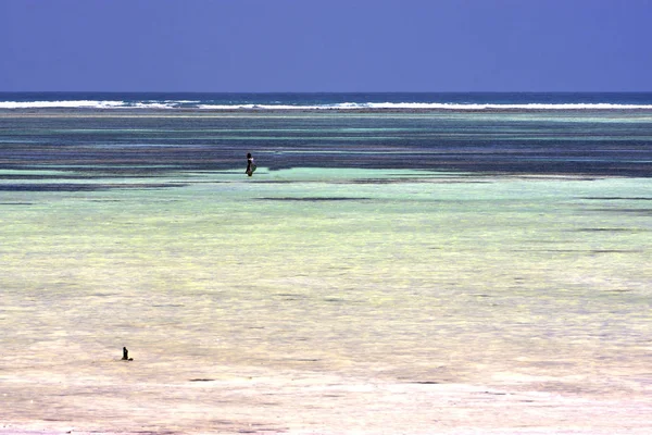 Personas y algas marinas zanzíbar África — Foto de Stock