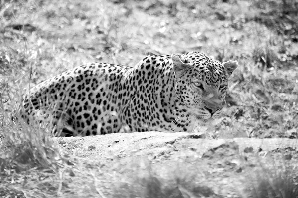 В природном парке Крюгер дикий леопард — стоковое фото