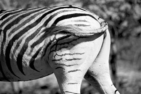 In Sudafrica riserva naturale naturale e zebra — Foto Stock