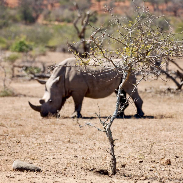 I Sydafrika viltreservat och noshörning — Stockfoto