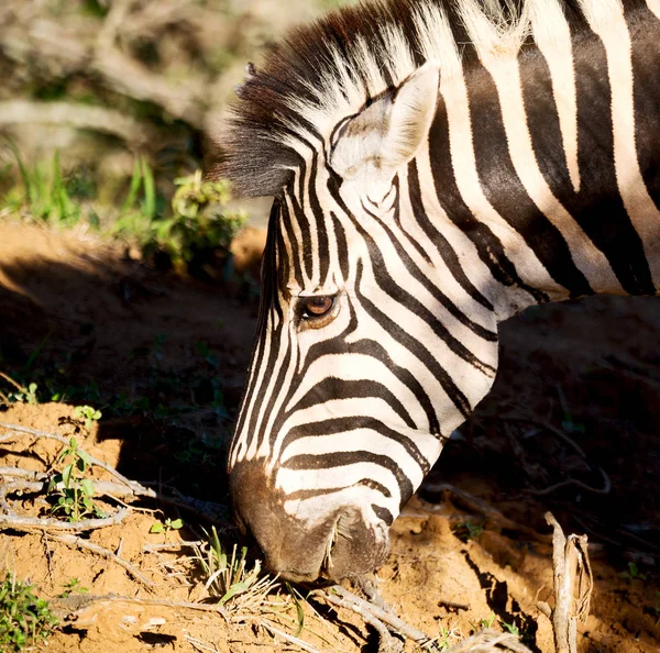 Güney Afrika yaban hayatı doğa rezerv ve zebra — Stok fotoğraf