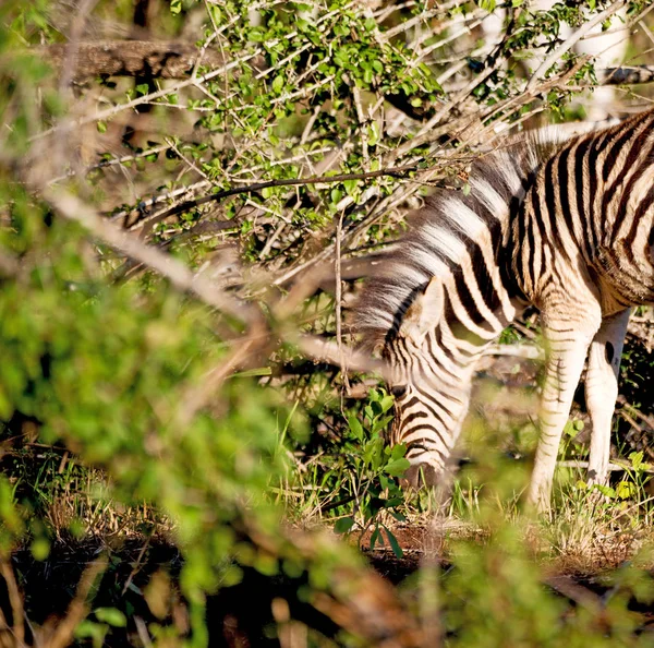 En Afrique du Sud réserve naturelle faunique et zèbre — Photo