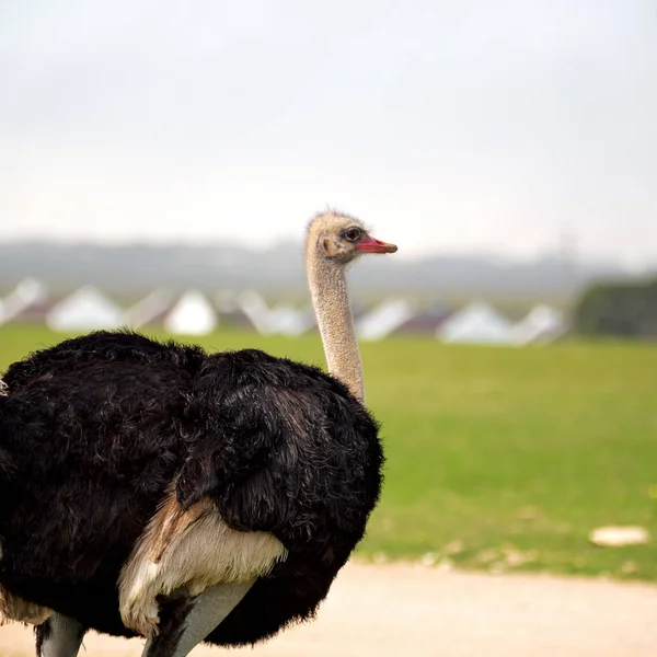 In south africa     wildlife  nature  reserve and   ostrich — Stock Photo, Image