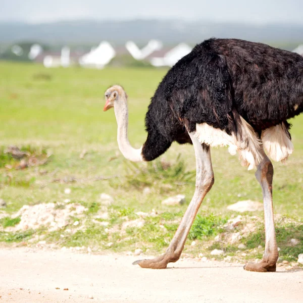 Na África do Sul reserva natural de vida selvagem e avestruz — Fotografia de Stock