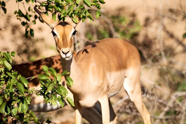 Impala silvestre en el arbusto de invierno — Foto de Stock