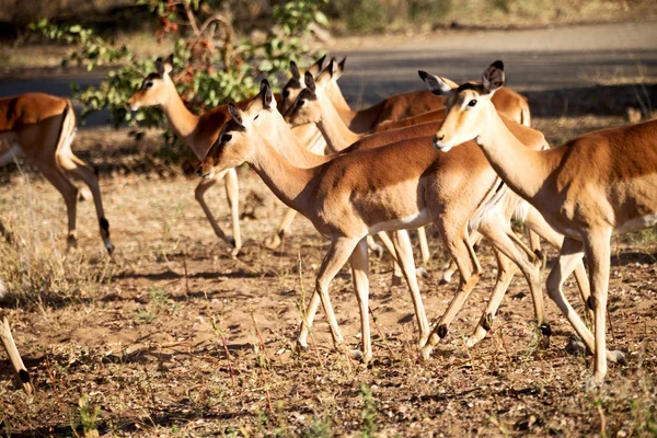 Divoké impala v zimě bush — Stock fotografie