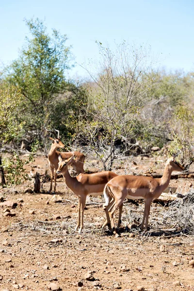 A téli-bokor, vad impala — Stock Fotó