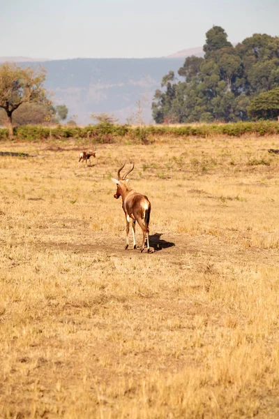 Impala silvestre en el arbusto de invierno —  Fotos de Stock