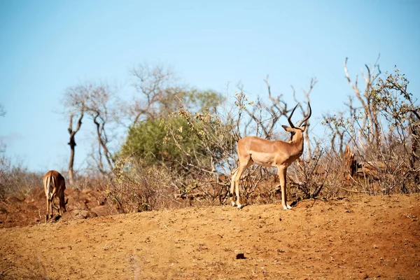 Impala selvagem no arbusto de inverno — Fotografia de Stock