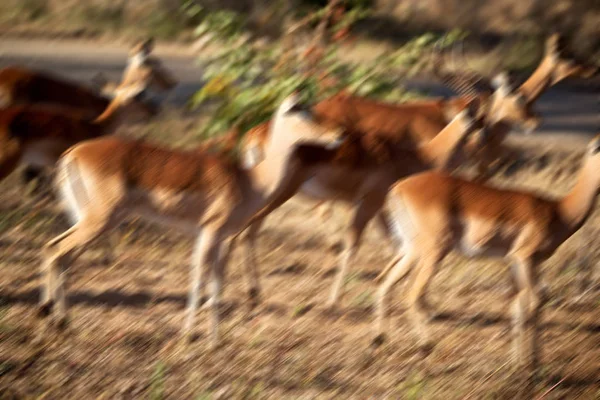 Dziki impala w buszu zima — Zdjęcie stockowe