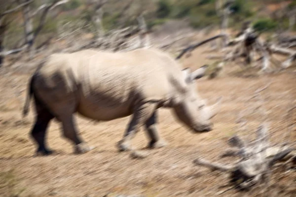 Dél-Afrika wildlife reserve és orrszarvú — Stock Fotó