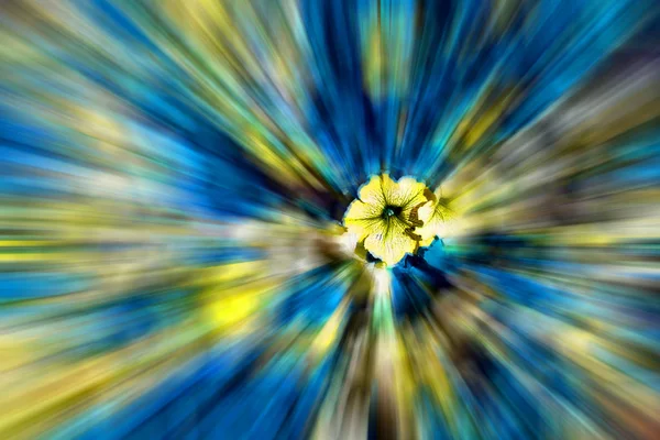 In oman flowers and garden zoom blurred — Stock Photo, Image