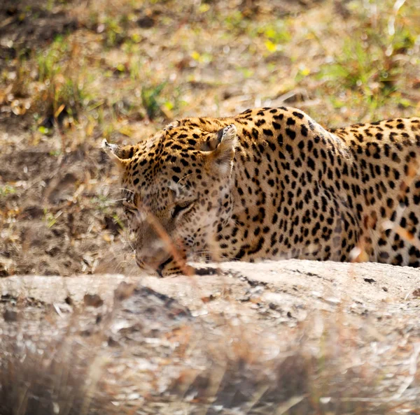 I Sydafrika kruger nationalpark vilda leopard Stockfoto