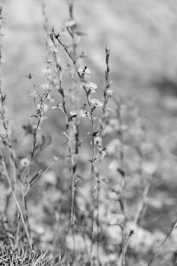    çim ve soyut arka planda çiçek