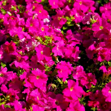 Umman çiçek ve bahar renkleri Bahçe  