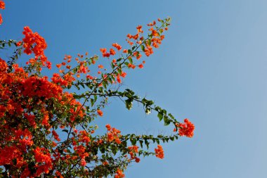 Umman çiçek ve bahar renkleri Bahçe  