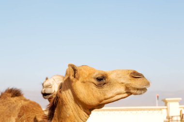 Umman ücretsiz dromedary  