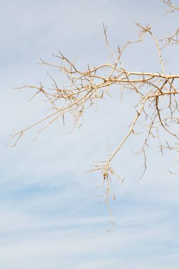 Umman eski ölü ağaç  