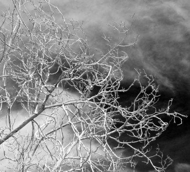 Umman eski ölü ağaç ve gökyüzü ışık