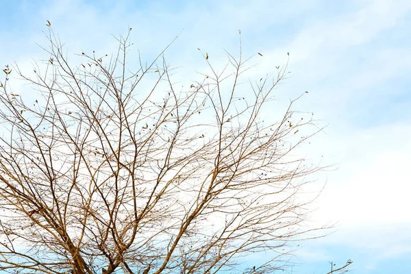 Grenar av willow gråt — Stockfoto