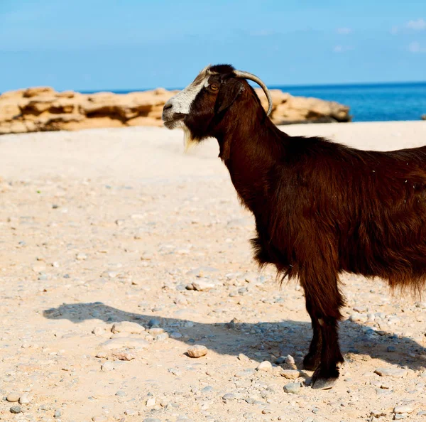 In oman goat alone near the rock and bush — Stock Photo, Image