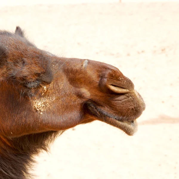 Em oman livre dromedary — Fotografia de Stock