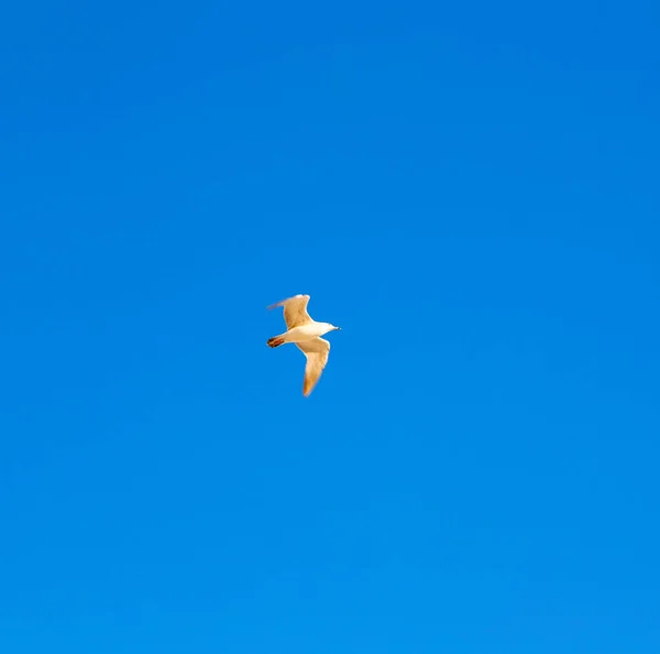 Em oman o céu dos pássaros — Fotografia de Stock