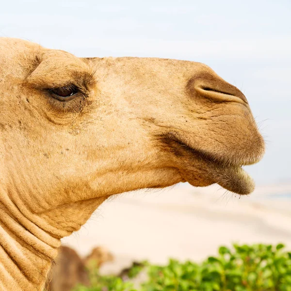 En Oman vacío cuarto de desierto un dromedario libre cerca del mar — Foto de Stock