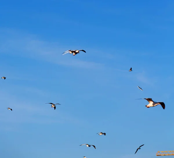 Em oman o céu dos pássaros — Fotografia de Stock