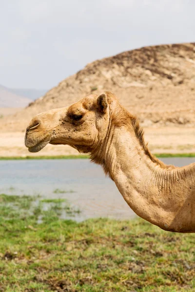 In oman kameel leeg kwartaal van woestijn een gratis dromedaris in de buurt van de — Stockfoto