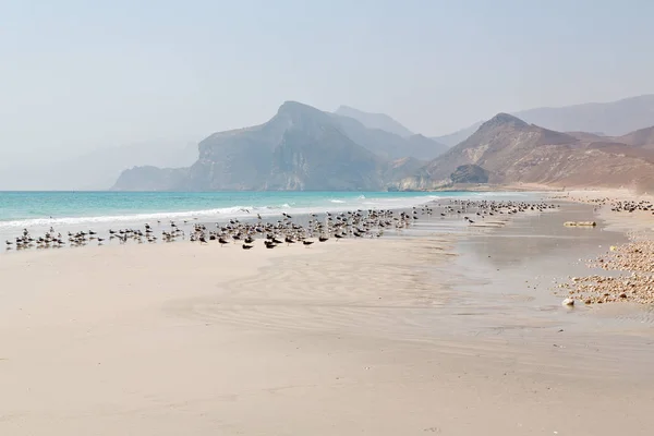 Na costa oman de salalah — Fotografia de Stock