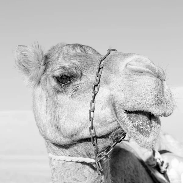 In oman vuoto quartiere di deserto un dromedario libero vicino al cielo — Foto Stock