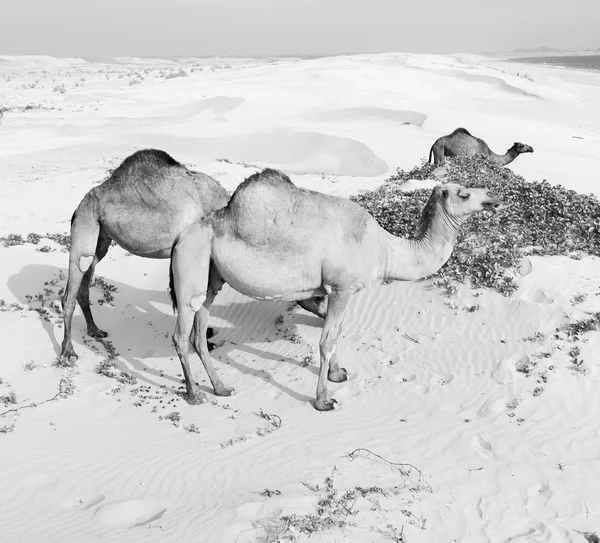 In oman quartiere vuoto del deserto un dromedario libero vicino al mare — Foto Stock