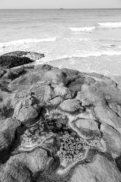 In oman kustlijn Oceaan zeezout — Stockfoto