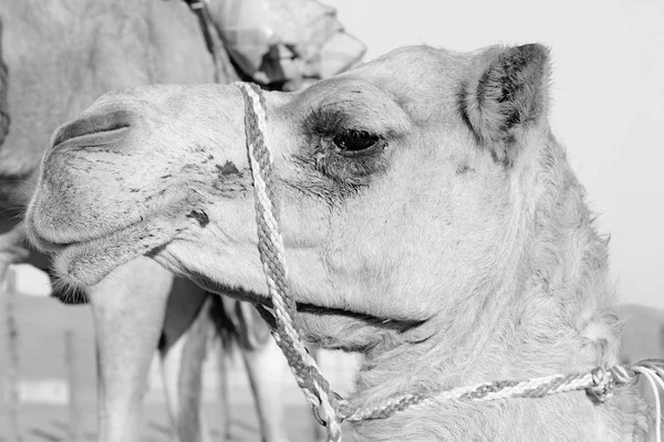 In oman vuoto quartiere di deserto un dromedario libero vicino al cielo — Foto Stock