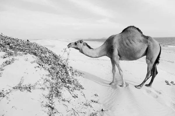 W oman puste kwartały pustyni wolna dromader blisko morza — Zdjęcie stockowe