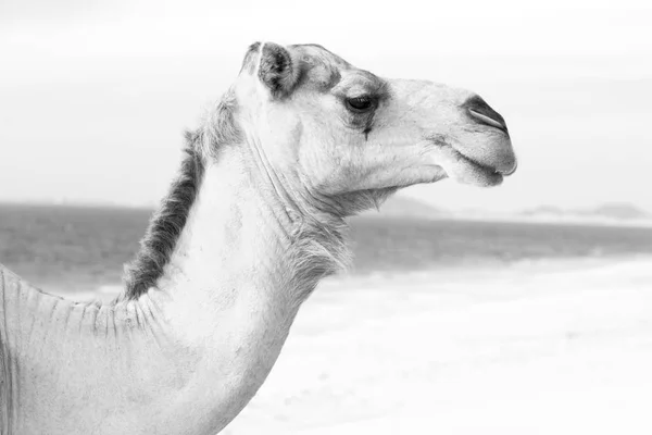 Umman boş çeyreğinde çöl ücretsiz dromedary denize yakın — Stok fotoğraf